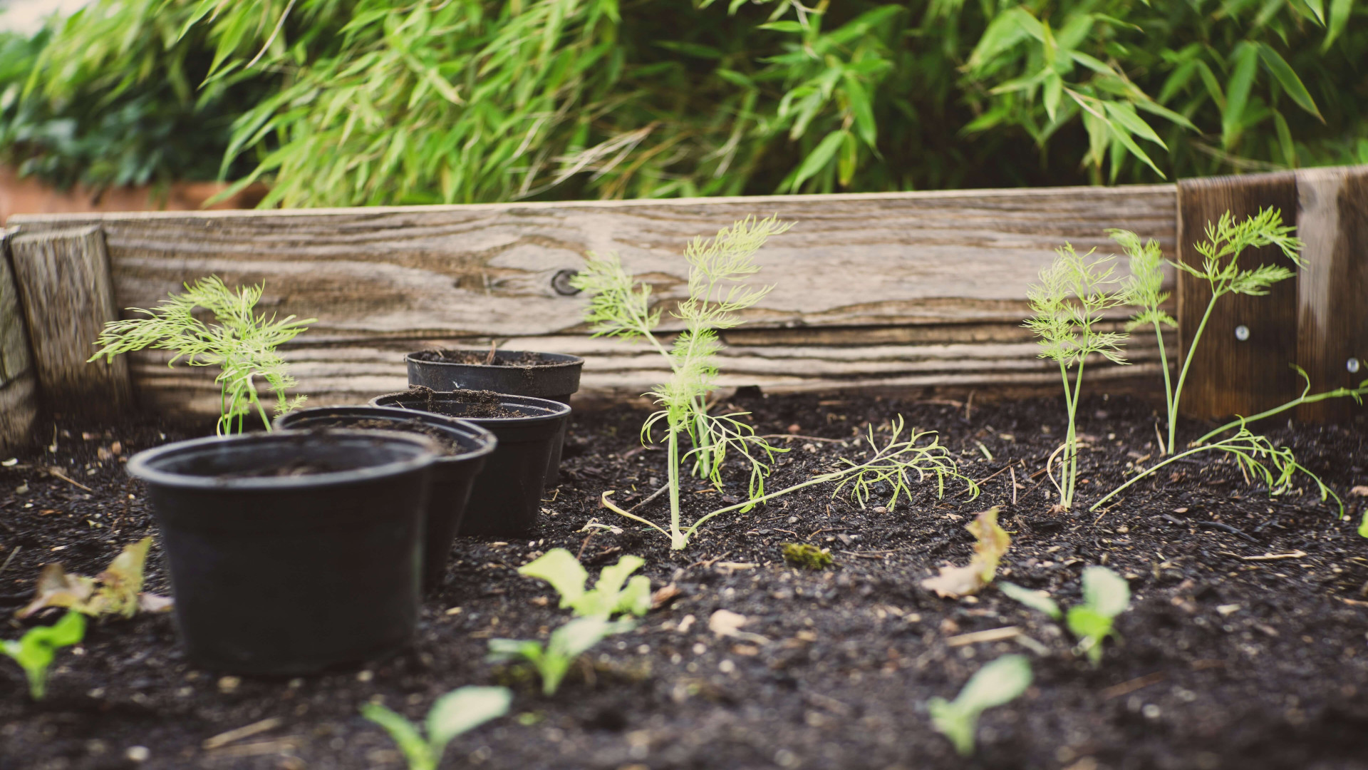 Free Compost 